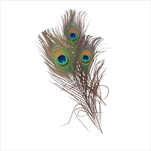 Do peří PAVÍ 25cm 3ks/bal - velkoobchod, dovoz květin, řezané květiny Brno