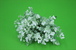 UK Mini eukalyptus - velkoobchod, dovoz květin, řezané květiny Brno
