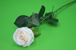 UK Růže x1 72cm ECRU - velkoobchod, dovoz květin, řezané květiny Brno