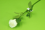 Uk růže poupě 60cm NEW CREAM - velkoobchod, dovoz květin, řezané květiny Brno