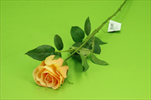 Uk růže poupě 60cm - velkoobchod, dovoz květin, řezané květiny Brno