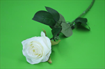 UK Růže X1 72cm NEW CREAM - velkoobchod, dovoz květin, řezané květiny Brno