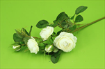 UK Růže větev mini 52cm bílá - velkoobchod, dovoz květin, řezané květiny Brno