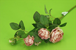 UK Růže větev mini 52cm Mauve - velkoobchod, dovoz květin, řezané květiny Brno