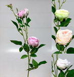 Uk větev růže 75cm - velkoobchod, dovoz květin, řezané květiny Brno