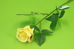 Uk růže poupě 60cm Sunny Yellow - velkoobchod, dovoz květin, řezané květiny Brno