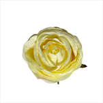 UK květ růže Cabbage 7 cm vanilka - velkoobchod, dovoz květin, řezané květiny Brno