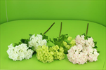 Uk viburnum latex 50cm - velkoobchod, dovoz květin, řezané květiny Brno