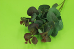 Uk eucalyptus purple-green - velkoobchod, dovoz květin, řezané květiny Brno