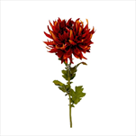 UK Chryzantema x1 60cm GOLD BROWN - velkoobchod, dovoz květin, řezané květiny Brno