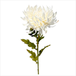 UK Chryzantema x1 60cm CREAM - velkoobchod, dovoz květin, řezané květiny Brno