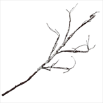 Uk větev GL/BR 115cm - velkoobchod, dovoz květin, řezané květiny Brno