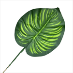 UK List arálie 24 cm - velkoobchod, dovoz květin, řezané květiny Brno