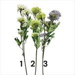 UK Kopr větev 70 cm mix barev - velkoobchod, dovoz květin, řezané květiny Brno