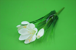 UK Krokus bílý - velkoobchod, dovoz květin, řezané květiny Brno