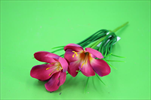 UK Krokus růžový - velkoobchod, dovoz květin, řezané květiny Brno