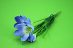 UK Krokus modrý - velkoobchod, dovoz květin, řezané květiny Brno