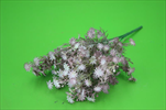 UK Kytička drobná fialová - velkoobchod, dovoz květin, řezané květiny Brno