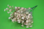 UK Kytička drobná růžová - velkoobchod, dovoz květin, řezané květiny Brno