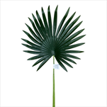 Uk list palma 75cm Washington - velkoobchod, dovoz květin, řezané květiny Brno