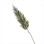 UK LIST kapradí 58cm - velkoobchod, dovoz květin, řezané květiny Brno