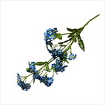 UK Pomněnka 40cm - velkoobchod, dovoz květin, řezané květiny Brno