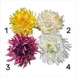 UK Květ chryzantéma 17cm - velkoobchod, dovoz květin, řezané květiny Brno
