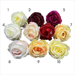 UK Květ růže TIAMO 8cm - velkoobchod, dovoz květin, řezané květiny Brno