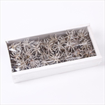 SPIDERGUMS CLAWS PAINTED WHITE TRAY ( 50 PC ) - velkoobchod, dovoz květin, řezané květiny Brno