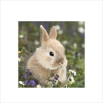 DO UBROUSKY 3V 33X33CM 20KS Bunny - velkoobchod, dovoz květin, řezané květiny Brno