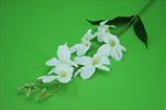 Uk Orchidea 67 cm bílá - velkoobchod, dovoz květin, řezané květiny Brno