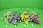 Uk achillea 68,5cm mix - velkoobchod, dovoz květin, řezané květiny Brno