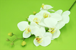 Uk Orchidea 86cm bílá - velkoobchod, dovoz květin, řezané květiny Brno