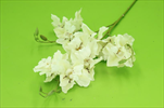 Uk Orchidea 82,5cm krémová - velkoobchod, dovoz květin, řezané květiny Brno