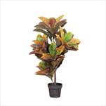 Uk Kroton 100cm - velkoobchod, dovoz květin, řezané květiny Brno