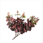 Uk Eucalyptus 46cm tmavě fialový - velkoobchod, dovoz květin, řezané květiny Brno