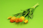 Uk tulipán 5ks/46cm oranž - velkoobchod, dovoz květin, řezané květiny Brno