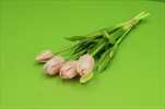 Uk tulipán 5ks/46cm sv. růžový - velkoobchod, dovoz květin, řezané květiny Brno