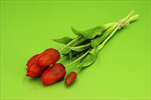 Uk tulipán 5ks/46cm červený - velkoobchod, dovoz květin, řezané květiny Brno
