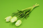 Uk tulipán 5ks/46cm bílý - velkoobchod, dovoz květin, řezané květiny Brno