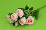 Uk Růže mini 62cm sv. růžová - velkoobchod, dovoz květin, řezané květiny Brno