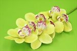 Uk Orchidea 74cm zelená - velkoobchod, dovoz květin, řezané květiny Brno