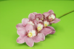 Uk Orchidea 74cm růžová - velkoobchod, dovoz květin, řezané květiny Brno