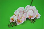 Uk Phalaenopsis 74cm světle růžový - velkoobchod, dovoz květin, řezané květiny Brno