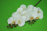 Uk Phalaenopsis 74cm bílý - velkoobchod, dovoz květin, řezané květiny Brno