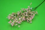 Uk Gypsophila 73cm růžová - velkoobchod, dovoz květin, řezané květiny Brno