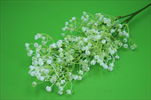 Uk Gypsophila 73cm bílá - velkoobchod, dovoz květin, řezané květiny Brno