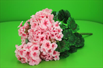 Uk muškát světle růžový - velkoobchod, dovoz květin, řezané květiny Brno