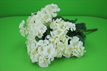 Uk muškát bílý - velkoobchod, dovoz květin, řezané květiny Brno