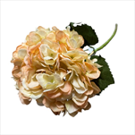Uk hortenzie 57,5 cm béžová - velkoobchod, dovoz květin, řezané květiny Brno